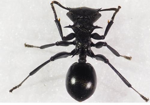 Cephalotes atratus